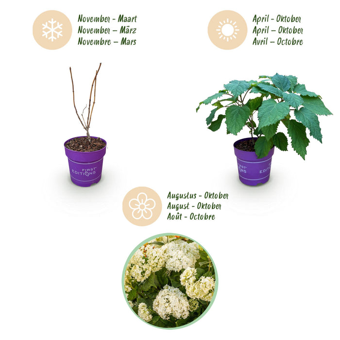 Hydrangea arborescens FlowerWOW - Hydrangea - Hardy - White - 3 Plants - 14cm Pot - Height 20-30cm