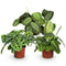 Kamerplant Schaduw