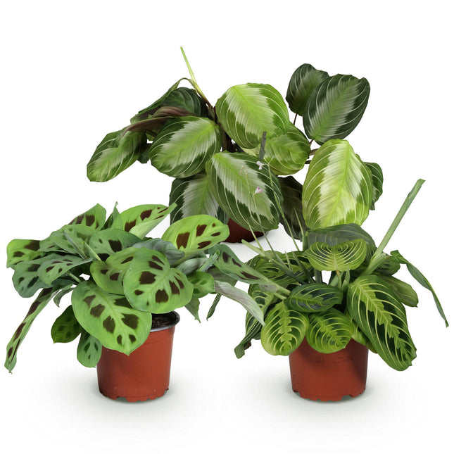 Plantenbox - Maranta Silverband, Marantha Lemon Lime, Marantha Kerchoveana - Gebedsplant - ↕25cm - Ø12cm - 3x