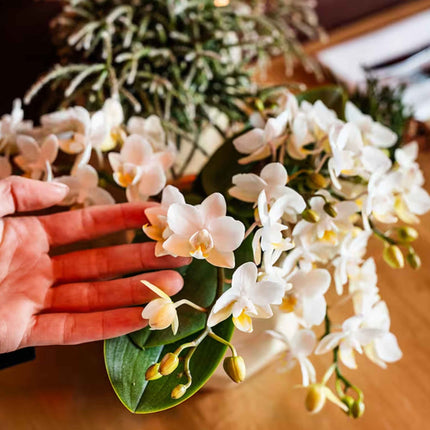 Kolibri Orchids | Witte Jungle Bouquet Botanic Nazare in Cotton Basket