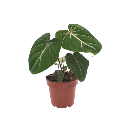 Philodendron Gloriosum - Glorie Philodendron - Pot 12cm - Hoogte - 25cm