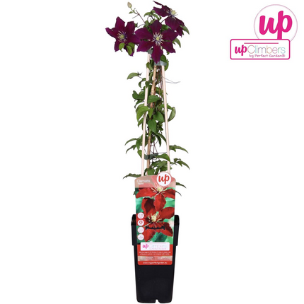 Clematis Niobe - Woodbine - ↕65cm - Ø15cm