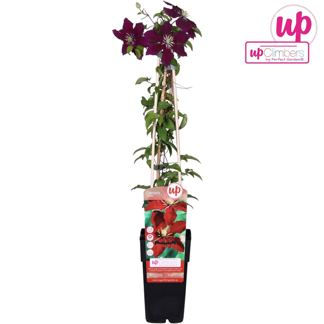 Clematis Niobe - Woodbine - ↕65cm - Ø15cm