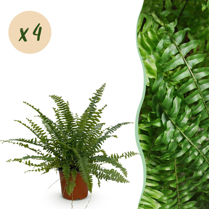 Nephrolepis exaltata Green Lady - Krulvaren - 4x - Pot 12cm - Hoogte 28-30cm