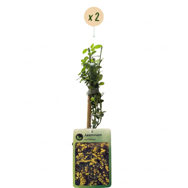 Jasminum nudiflorum - Winterjasmijn 2x - Geel - Klimplant - Ø9cm - ↕35cm