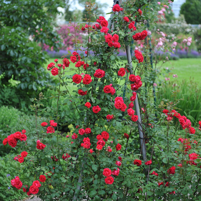 Klimroos - Rosa Paul Scarlet Climber - Bloem Rood - Weinig onderhoud - 2 planten - Pot 11cm Hoogte 40cm