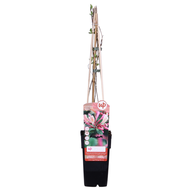 Lonicera periclymenum 'Belgica' - Kamperfoelie - ↕65cm - Ø15cm - 4x