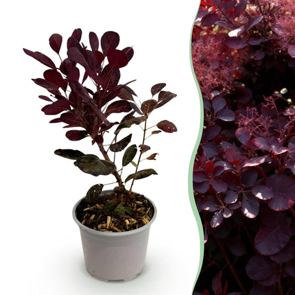Cotinus coggygria Lilla - Røget Træ - Lilla - ↕35cm - Ø12cm
