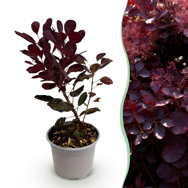 Cotinus coggygria Lilla - Røget Træ - Lilla - ↕35cm - Ø12cm