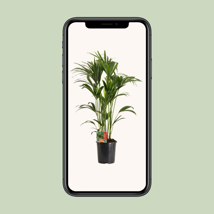 Howea Forsteriana - Kentia Palm - ↕120cm - Ø24cm