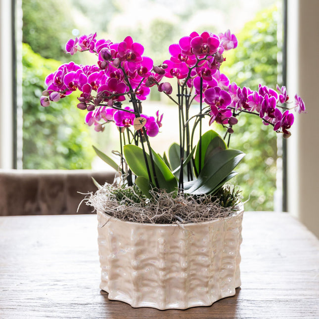 Kolibri Orchids | Lila djungelbukett Mineral Morelia i ostronskål