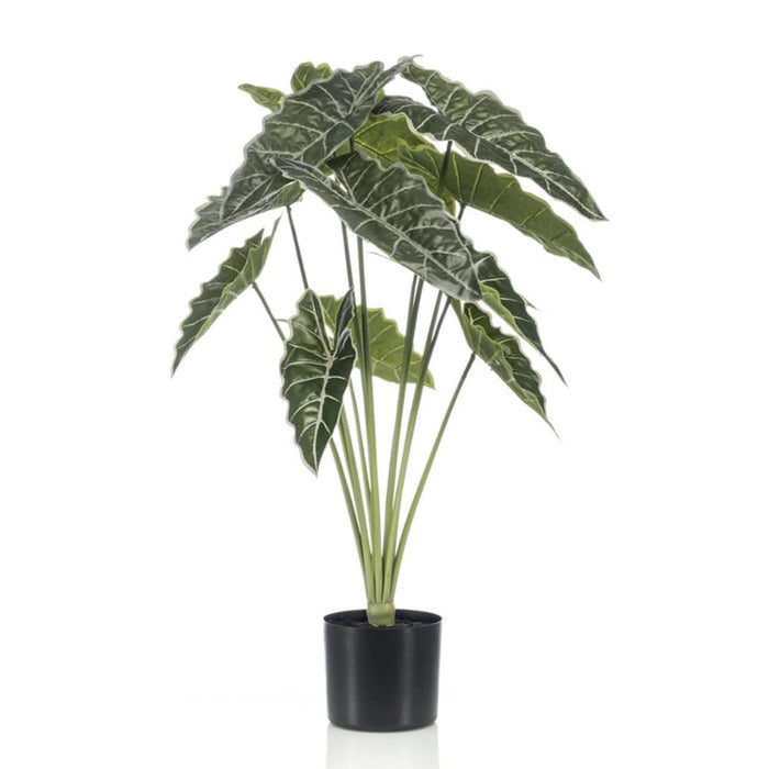 Alocasia Kunstplant - ↕80cm