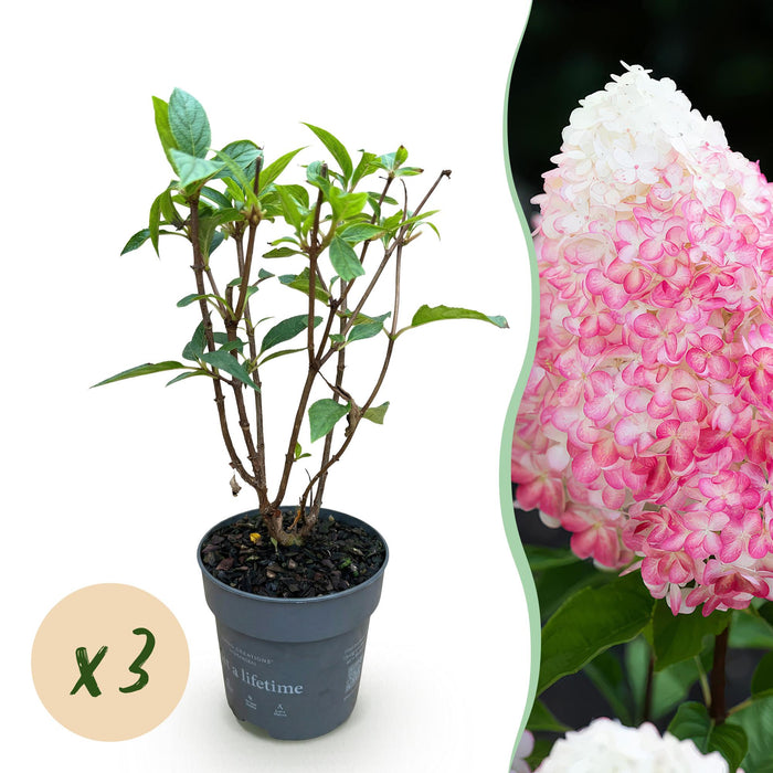 Hydrangea panniculata Living Pink & Rose - Pluimhortensia - Winterhard - Roze - 3 Planten - Pot 12cm - Hoogte Hoogte 20-30cm