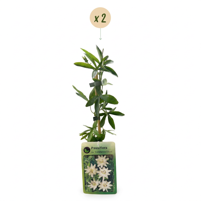 Passiflora ca. 'Constance Elliott' - Passiebloem 'Constance Elliott' 2x - Wit - Klimplant - Ø9cm - ↕35cm