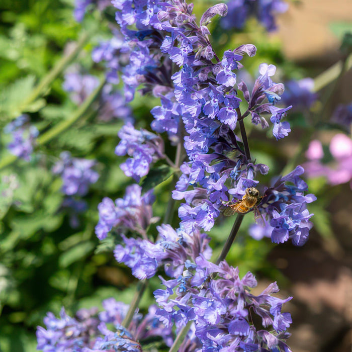 Nepeta 'Six Hills Giant' - Kattekruid - ↕10-25cm - Ø9cm - 6x