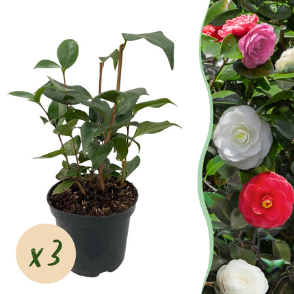 Camelia Japonica Tricolour - Bloem Roze, Wit en Rood - 1 m2 - ↕30cm - Ø15cm - 3x