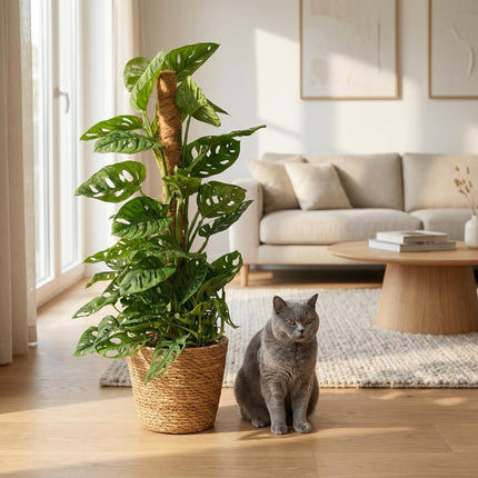 Monstera Andansonii Mosstok - Monkey Mask - met Mand - ↕90cm - Ø19cm