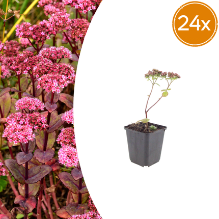 Sedum 'Matrona' - Hemelsleutel - ↕10-25cm - Ø9cm - 24x