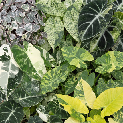 Baby Planten Variegata Mix - Diversen 6x - Tropisch - incl. Linnea Olive - Ø6cm - ↕10-15cm