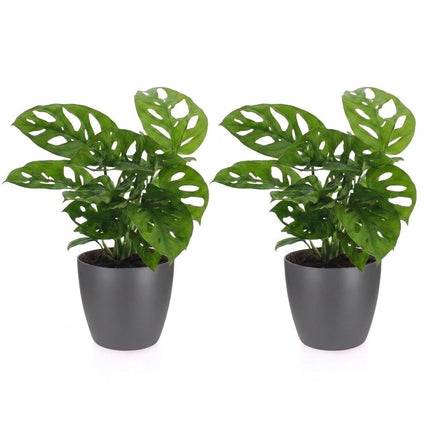 Monstera Adansonii - Rhaphidophora Tetrasperma - 2x - met Potter Grijs - Pot 12cm - Hoogte - 25cm