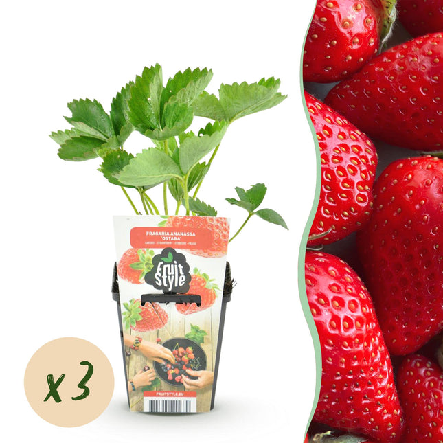 Pianta di fragole - Fragaria Elsanta - Fragola rossa - Ø9cm - 6x
