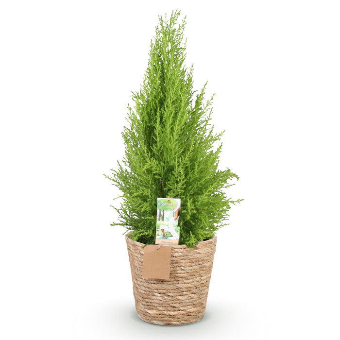 Cupressus Gold Crest Wilma - Kamer conifeer - met mand - Pot 21cm - Hoogte 85-95cm