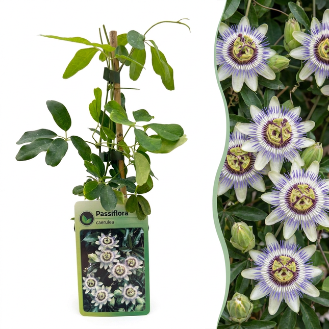 Passiflora caerulea - Blauwe passiebloem 6x - Wit - Paars - Klimplant - Ø9cm - ↕35cm