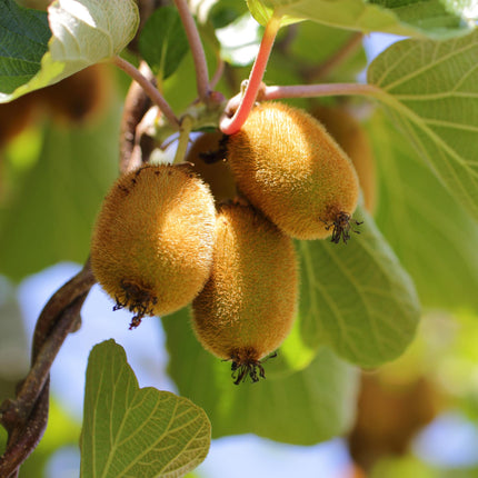 Groene & Gele Kiwiplant - Actinidia deliciosa Jenny & Golden Kiwi  - ↕50cm - Ø15cm - 2x