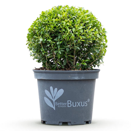 Bola de boj - Claraboya BetterBuxus - Resistente al hongo del boj - ↕25cm - Ø23cm