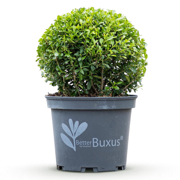 Buxus-kugle - BetterBuxus ovenlysvindue - Modstandsdygtig over for buksbom-svamp - ↕25cm - Ø23cm
