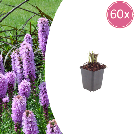 Liatris spicata - Knopige slangenwortel - ↕10-25cm - Ø9cm - 60x