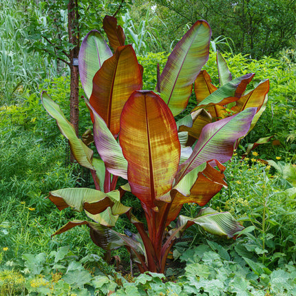Bananier (Ensete ventricosum Maurelli) - Rustique - Lot de 4 - Pot de 12 cm - Hauteur : 30 cm