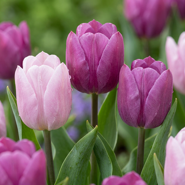 60x Tulipa Candy Purple Prince mix - Bloembollen - Tulp Candy Purple Prince mix - Diversen - Voorjaarsbloeier - Bolmaat 11/12