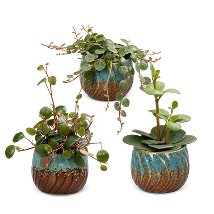 Baby Peperomia Mix 3x - Groen - Rood - Tropisch - incl. Copper Reef - Ø6cm - ↕5-15cm