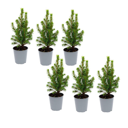 Mini Christmas tree - Picea Glauca Perfecta - ↕15-20cm - Ø6cm - 6x