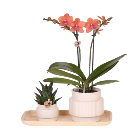 Kolibri Orchids | Gift Set Allure Wit - Oranje Phalaenopsis Orchidee Mineral Bolzano & Succulent