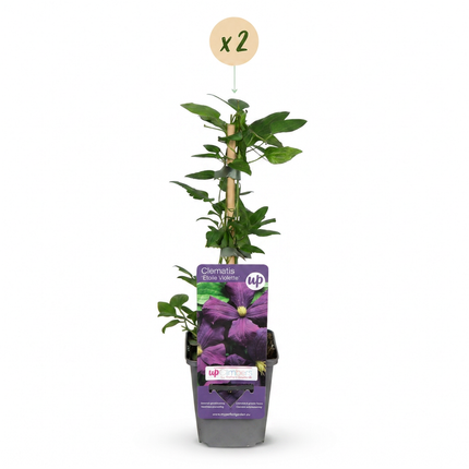 Clematis Etoile Viol - Bosrank 2x - Paars - Klimplant - Ø9cm - ↕35cm