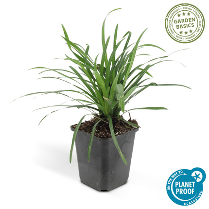 Liriope muscari 'Big Blue' - ↕10-25cm - Ø9cm - 48x