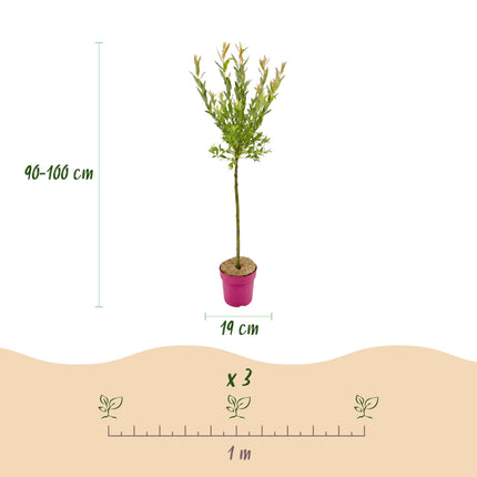 Salix Flamingo - Flamingo Wilg op stam - Ø19cm - ↕90-100cm