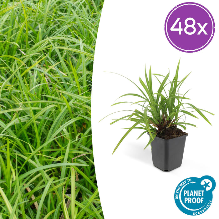Carex morrowii 'Irish Green' - ↕10-25cm - Ø9cm - 48x