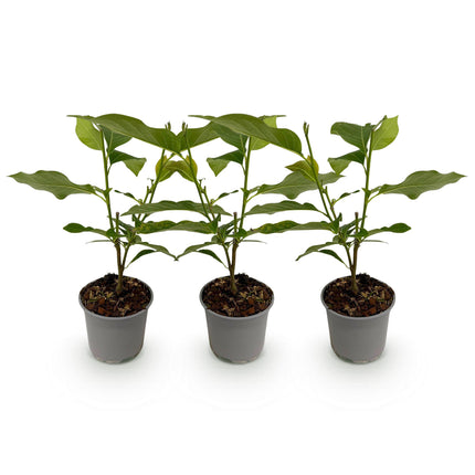 Magnolia Genie - Flor morada - ↕30cm - Ø12cm - 3x
