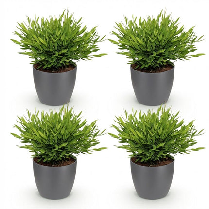 Bamusa Pogonatherum Monica - Bambusgræs - med grå urtepotter - ↕20cm - Ø12cm - 4x