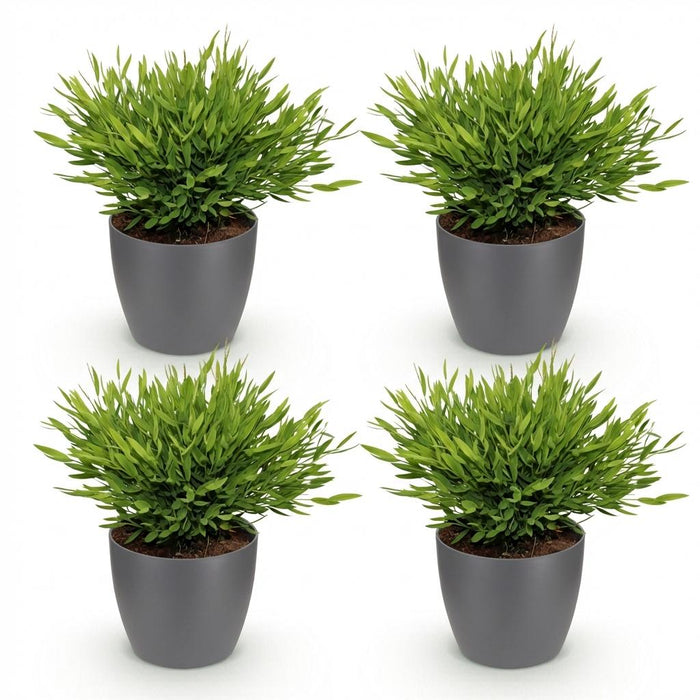 Bamusa Pogonatherum Monica - Bamboegras - met grijze plantenpotten - ↕20cm - Ø12cm - 4x