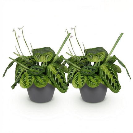 Maranta Fascinator Citron Lime - Bønneplante - med grå urtepotter - ↕25cm - Ø12cm - 2x