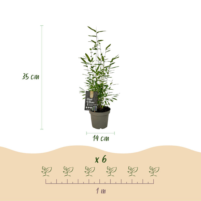 Bamboe - Fargesia Black Dragon - Groen - 4 Planten - Bladhoudend - Niet Woekerend- Pot 14cm Hoogte 35cm