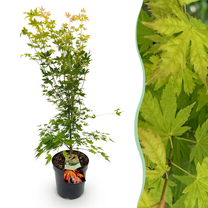 Acer palmatum Orange Dream - Japanse Esdoorn - Oranje - ↕90cm - Ø26cm