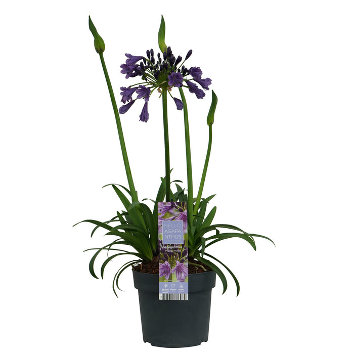 Agapanthus 'Poppin Purple' - Afrikaanse Lelie - ↕30cm - Ø19cm