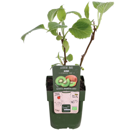 Actinidia Delciosioa 'Jenny' - Kiwipflanze - ↕45cm - Ø13cm