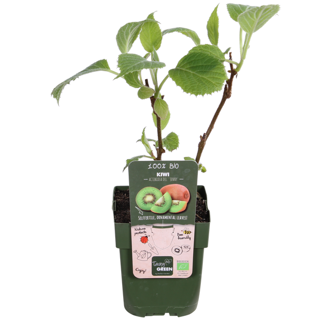 Actinidia Delciosioa 'Jenny' - Kiwiplant - ↕45cm - Ø13cm