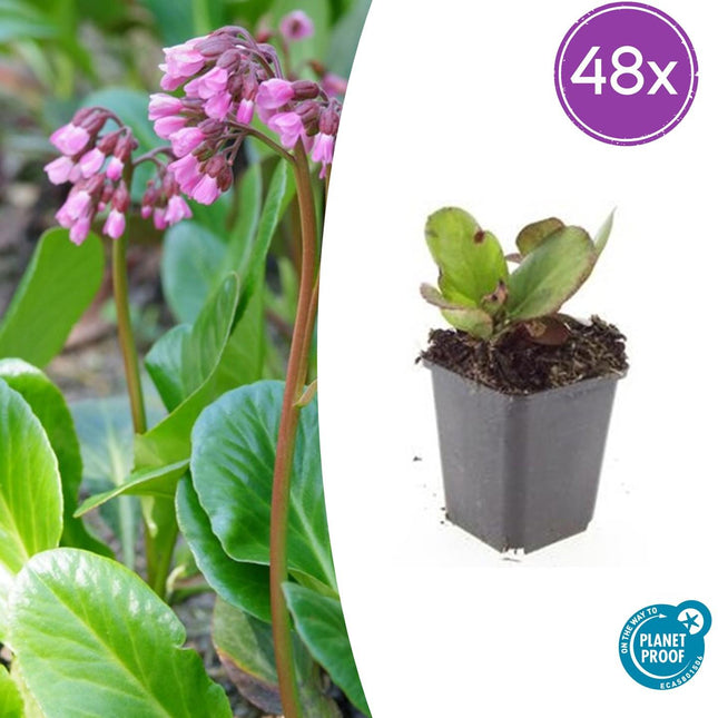 Bergenia cordifolia 'Herbstblüte' - Schoenlappersplant - ↕10-25cm - Ø9cm - 48x